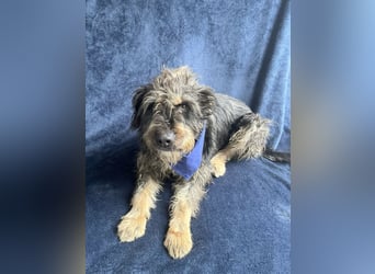 Benji- Freundlicher, ruhiger Rüde - rundum verträglich