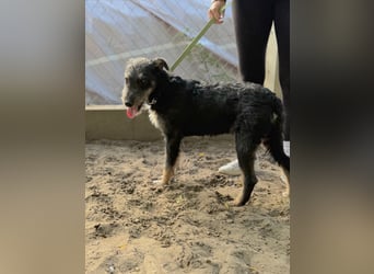 Merlin - Junger Hundebub sucht ein tolles Zuhause!