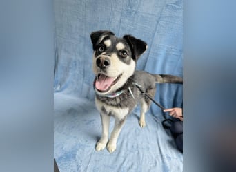 Timur (Trappista) - Menschenbezogener Wirbelwind sucht sein Zuhause