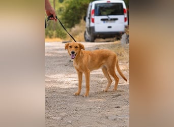 Ayla - Lebesnfrohes Hundemädchen sucht ihr Für-immer-Körbchen