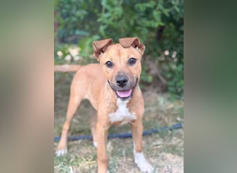 Shima (Szeniz) Kleiner Sonnenschein sucht ihre Herzensmenschen!
