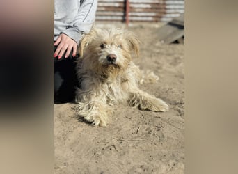 Floki - Zweier-Hunde-WG sucht liebevolle Familie!