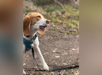 Pippa - Kleine Beagle-Mix Hündin sucht ein Zuhause