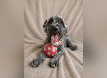 Cody - Sensibler Rüde sucht einfühlsames Zuhause