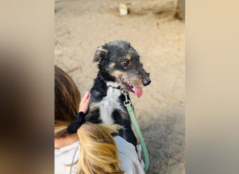 Merlin - Junger Hundebub sucht ein tolles Zuhause!