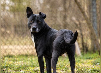 Lara Treue Seele sucht ihr endgültiges Zuhause