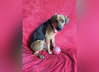 Ash - Sensibler Hundejunge sucht verständnisvolles Zuhause!