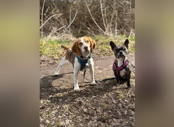 Pippa - Kleine Beagle-Mix Hündin sucht ein Zuhause