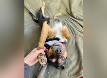 Gareth - Treuer Herzenshund sucht sein Für-immer-Zuhause *bald in 71711 Murr*