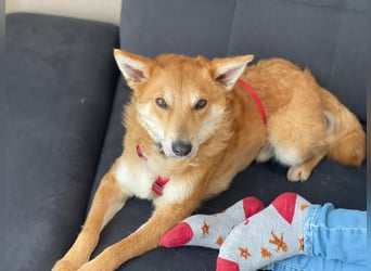 Rony-Aktiver, freundlicher Rüde mit Köpfchen