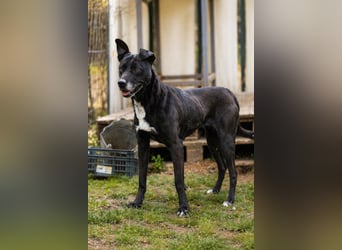 Lara Treue Seele sucht ihr endgültiges Zuhause