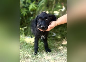 Bonetta - Sanfte Maus sucht Menschen mit Herz