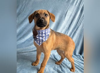 Clementine -Kleine aktive Entdeckerin sucht ihre Familie