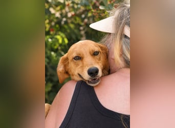 Ayla - Lebesnfrohes Hundemädchen sucht ihr Für-immer-Körbchen