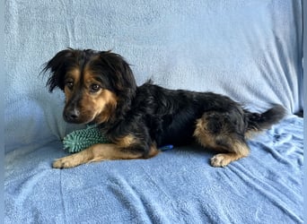 Zapote - Großer Schmusebär auf der Suche nach seinem Happy EndGroßer Schmusebär auf der Suche nach s