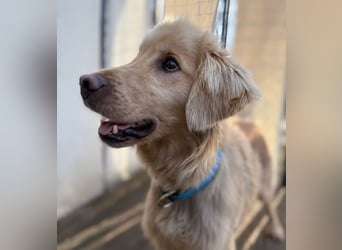 Alfi - Goldiger Rüde sucht sein Für-immer-Zuhause