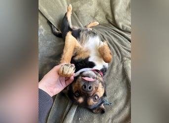 Gareth - Treuer Herzenshund sucht sein Für-immer-Zuhause *bald in 71711 Murr*