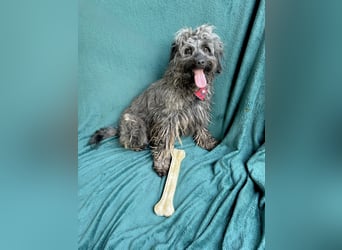 Ella - Sensible Hündin sucht einfühlsames Zuhause