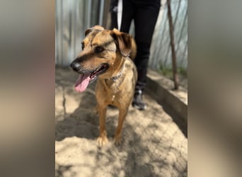 Prometeusz Sensibler Hund sucht Menschen mit Geduld und Herz
