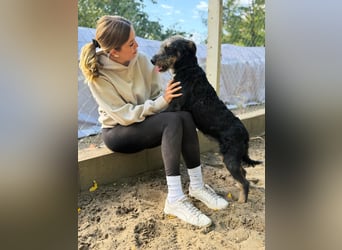 Merlin - Junger Hundebub sucht ein tolles Zuhause!