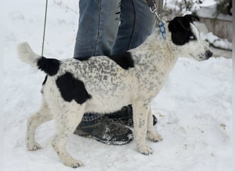 Kripton -Fröhlicher Entdecker mit großem Herz!