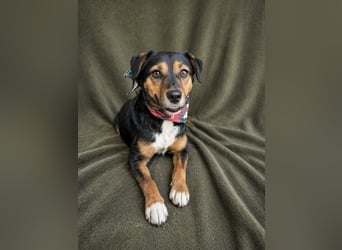 Gareth - Treuer Herzenshund sucht sein Für-immer-Zuhause *bald in 71711 Murr*