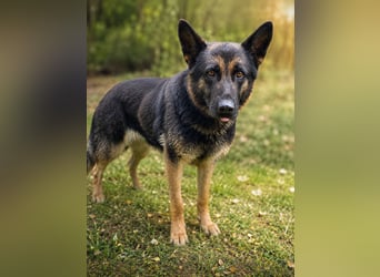 Dora (Démon) - Bezaubernde Schäfer-Mix-Hündin sucht ihr Zuhause!