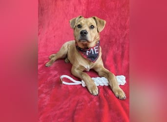 Frisco - Verschmuster Herzenshund sucht sein Glück