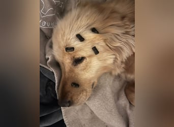 Chopper - selbstbewusster Goldie-Mix sucht seine Familie *in 86685 Huisheim*