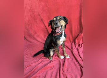 Gareth - Treuer Herzenshund sucht sein Für-immer-Zuhause *bald in 71711 Murr*