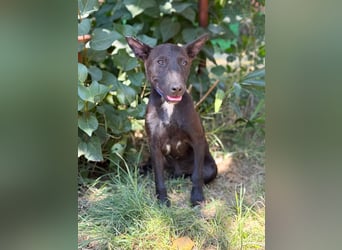 Laska Fröhlicher kleiner Entdecker sucht seine Familie!