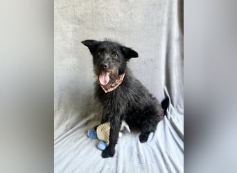 Birs - Fröhlicher Kuschelhund, der seine zweite Chance so sehr verdient hat!