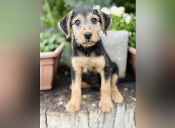Irma - Bezauberndes Hundemädchen sucht ihr Zuhause!