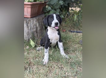 Onyx Fröhlicher kleiner Welpe sucht sein Für-Immer-Zuhause!