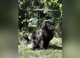 Pepper (Poppea) Sanfte junge Hündin sucht geduldige Menschen mit Herz