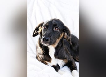 Hazel - Sanftes Welpenmädchen sucht ihr Für-immer-Zuhause