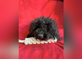 Valerie - Bezaubernde kleine Seele auf der Suche nach Geborgenheit!