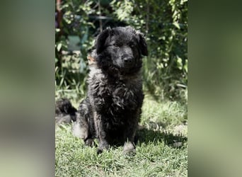 Pepper (Poppea) Sanfte junge Hündin sucht geduldige Menschen mit Herz