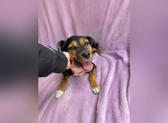 Gareth - Treuer Herzenshund sucht sein Für-immer-Zuhause *bald in 71711 Murr*