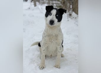 Kripton -Fröhlicher Entdecker mit großem Herz!