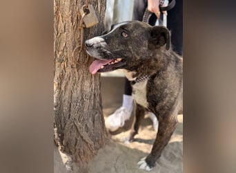 Hardin Fröhlicher, aktiver Traumhund sucht seine Menschen