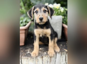 Irma - Bezauberndes Hundemädchen sucht ihr Zuhause!