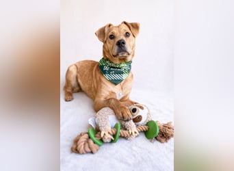 Frisco - Verschmuster Herzenshund sucht sein Glück