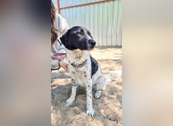 Gustav (Gaston) Aktiver Herzenshund sucht seine Menschen fürs Leben!