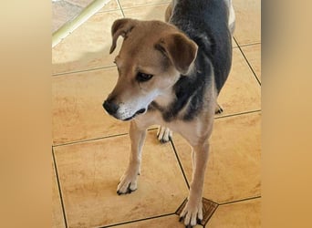 Linda- Sanfte Seele auf vier Pfoten