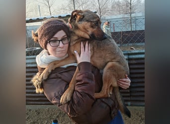 Prometeusz Sensibler Hund sucht Menschen mit Geduld und Herz