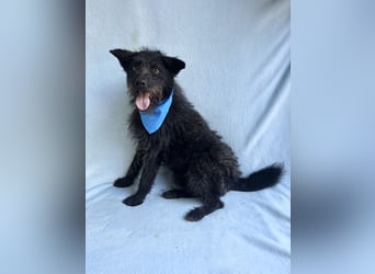 Birs - Fröhlicher Kuschelhund, der seine zweite Chance so sehr verdient hat!