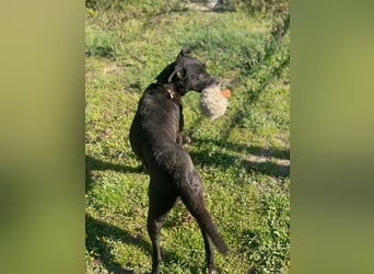 Lara Treue Seele sucht ihr endgültiges Zuhause
