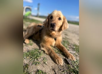 Chopper - selbstbewusster Goldie-Mix sucht seine Familie *in 86685 Huisheim*