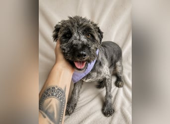 Cody - Sensibler Rüde sucht einfühlsames Zuhause